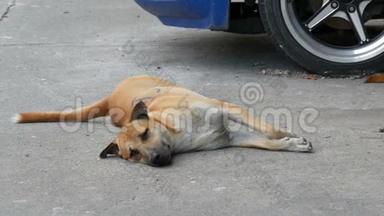 无家可归的狗躺在一条城市街道上，人们经过，却没有注意到狗